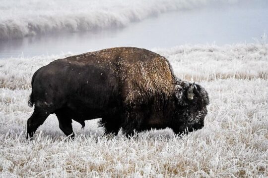 Yellowstone, Grand Teton & Utah Mighty 5 Winter Tour: Small Group 9-Day Tour