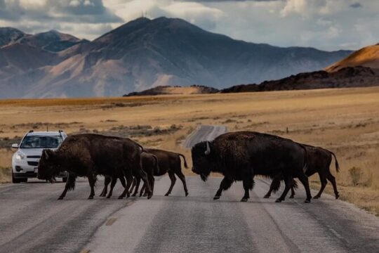 Private Wildlife and Scenic tour on Antelope Island