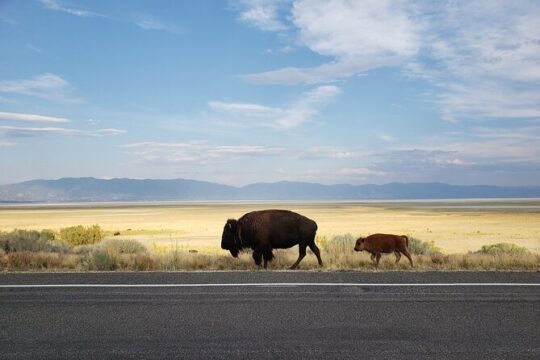 Great Salt Lake Safari and Discover a Antelope Island Experience