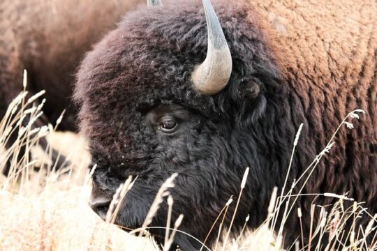 Great Salt Lake Safari and Discover a Antelope Island Experience